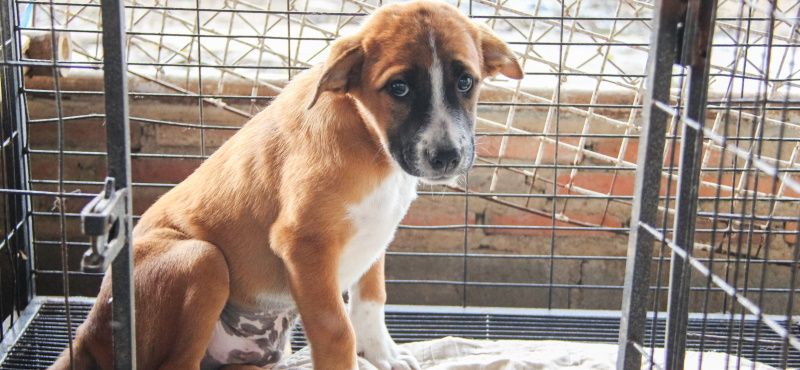 Как взять собаку из приюта: что нужно знать