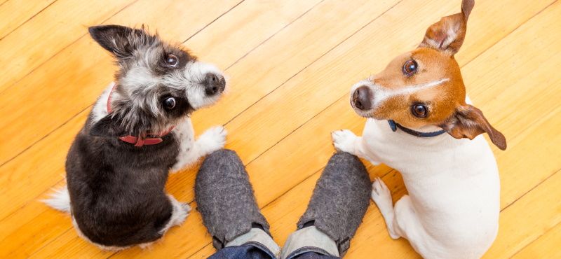 Как гулять с несколькими собаками одновременно