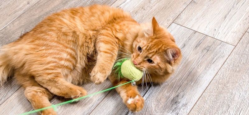 Профилактические визиты к ветеринарному врачу