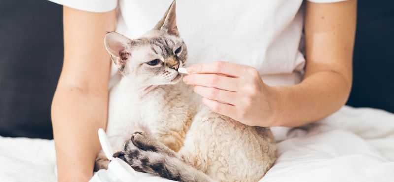 Из-за чего у кошек пищевая аллергия?