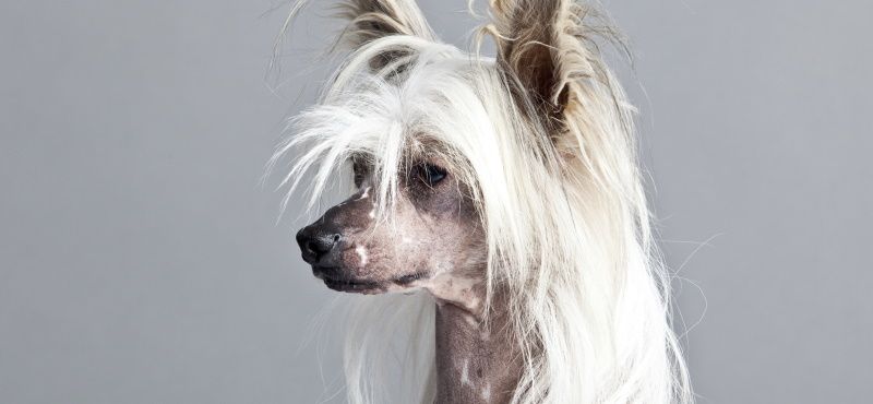 Одежда для китайской хохлатой собаки - что выбрать