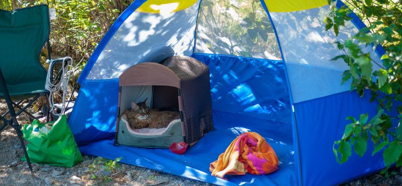 Как пойти в поход с кошкой