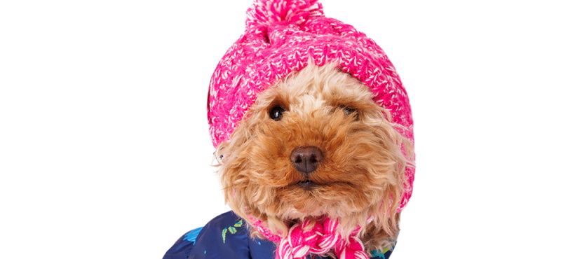 Шапки для собак от Rurri: подборка самых модных и удобных моделей