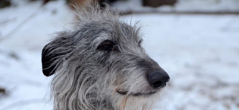 Дирхаунд – порода собак