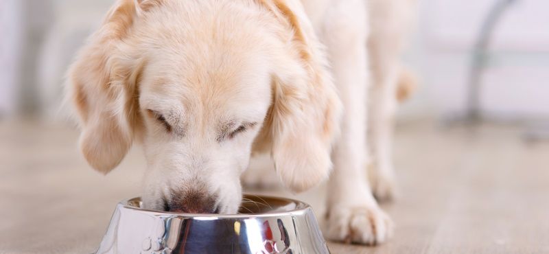 Классификация кормов для собак