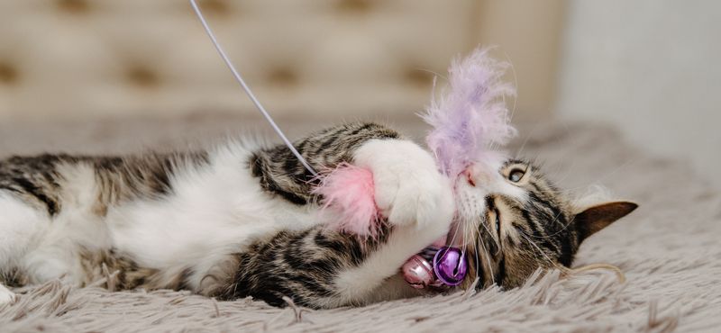 Идеи совместных игр с питомцем Идеи совместных игр с питомцем