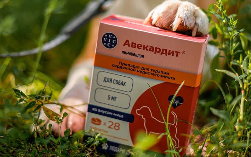 Авекардит: забота о здоровье сердца вашей собаки