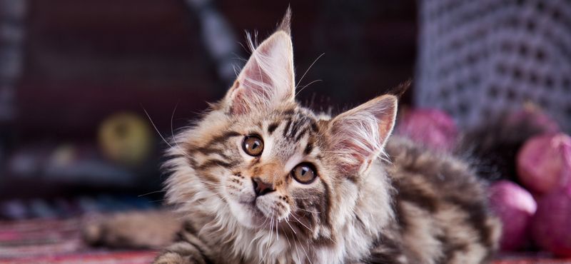 Мейн-кун – порода кошек