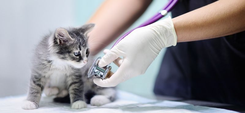 Стронгхолд для котят: инструкция по применению