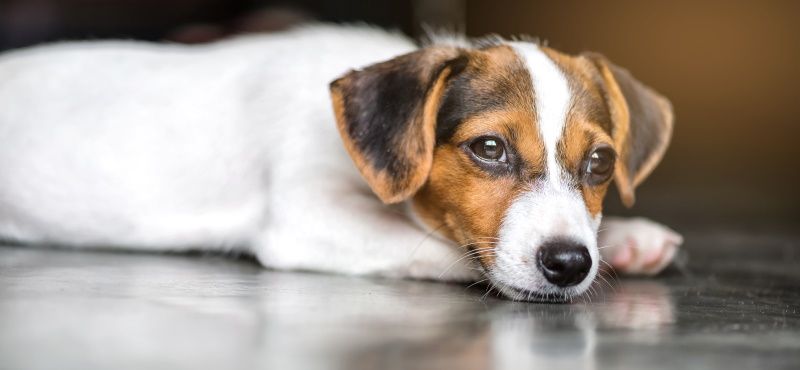 Топ пород собак для квартиры