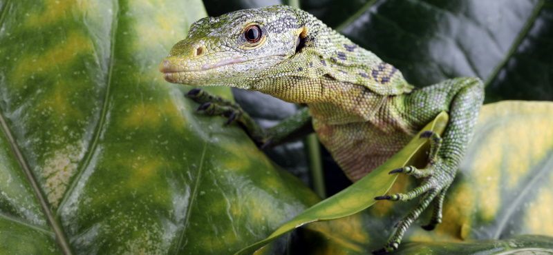 Как содержать варана в домашних условиях