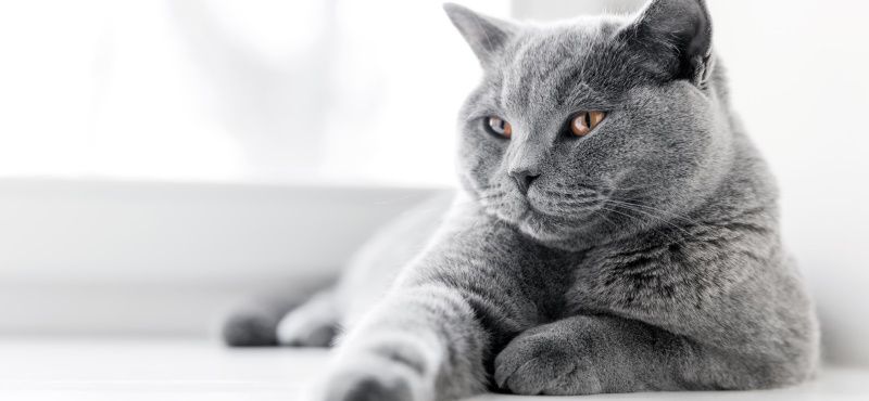 Британская порода кошек