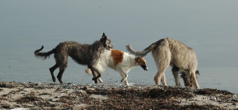 Дирхаунд – порода собак