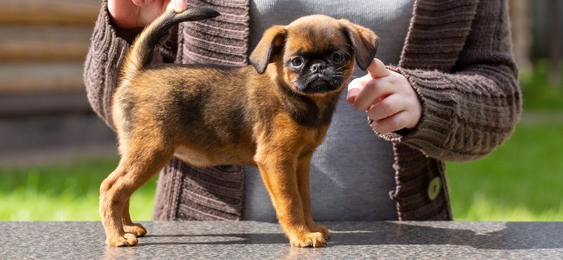 Брюссельский гриффон - порода собак