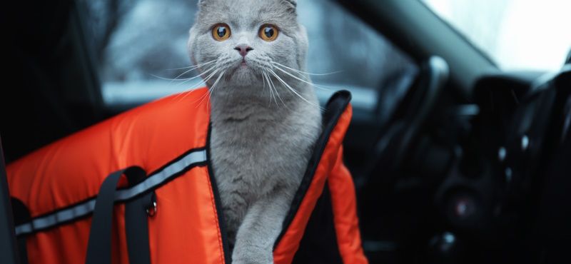 Как приучить кошку к переноске