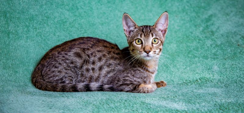 Саванна: описание породы, характер, как ухаживать