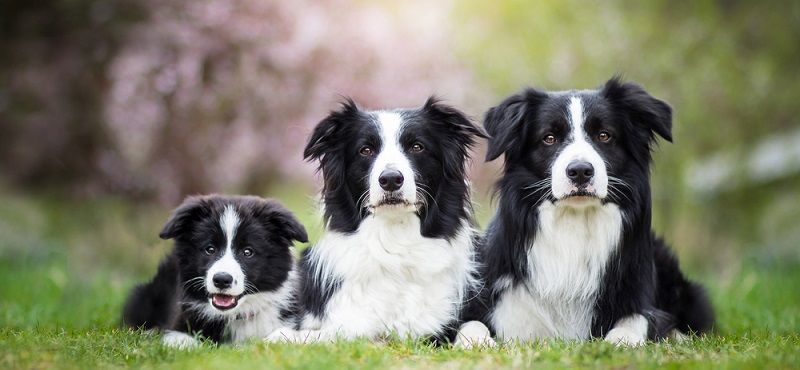 Собаки для детей: обзор пород, которые подойдут ребенку