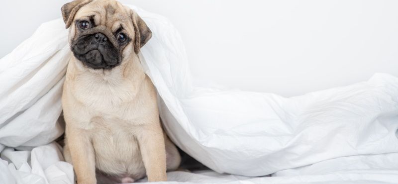 Мопс: особенности породы, характер, содержание