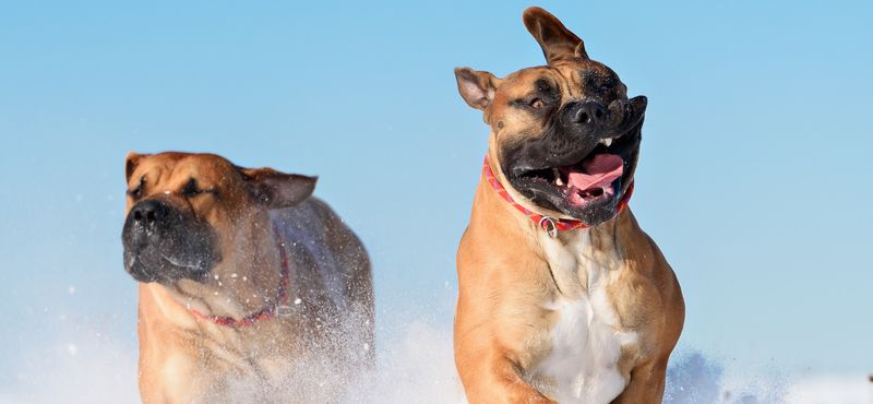 Бурбуль – порода собак Бурбуль – порода собак