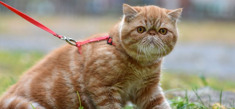 Лучшие породы кошек для детей