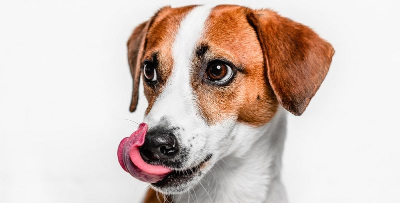 Ищете корм cупер премиум класса для своей собаки?