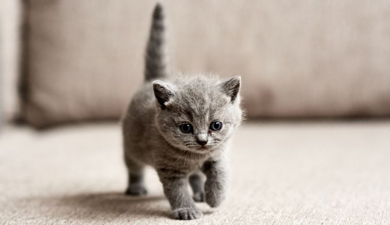 Какой корм для котят выбрать?