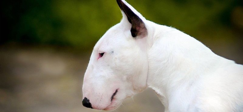 Бультерьер - порода собак Бультерьер - порода собак