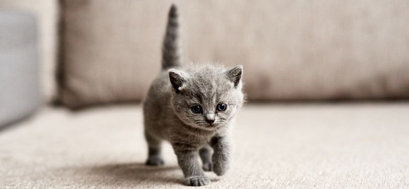 Что делать с котенком с улицы? Что делать с котенком с улицы?