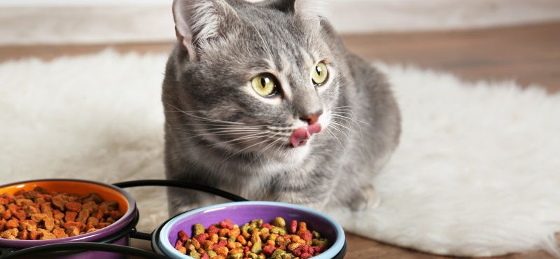 Корма для кошек Royal Canin: обзор