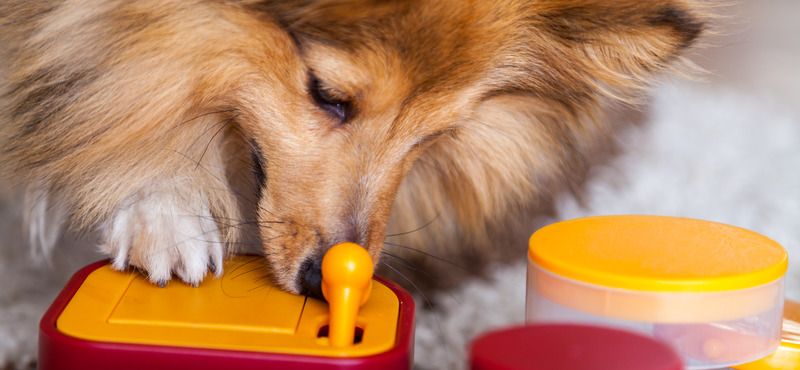 Интерактивные товары для питомцев: обзор игрушек, автокормушек и ошейников с QR-кодом и GPS 