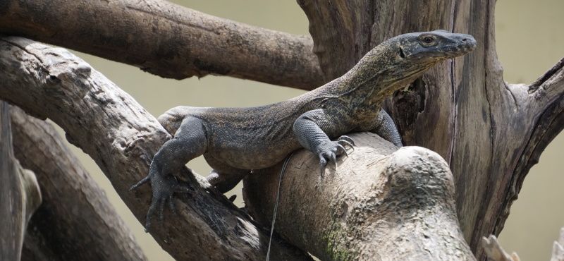 Как содержать варана в домашних условиях