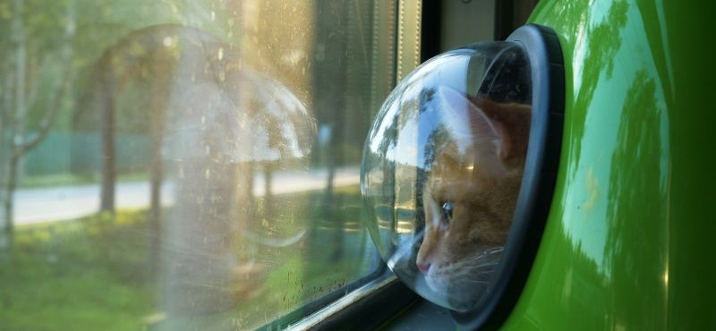 Путешествие с кошкой в поезде: о чем важно знать
