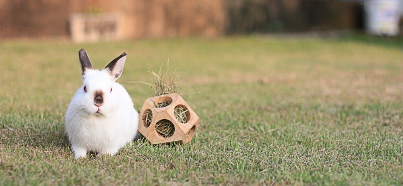 Обзор кроликов для содержания дома