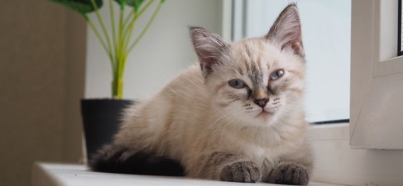 Как приучить кошку быть одной дома Как приучить кошку быть одной дома