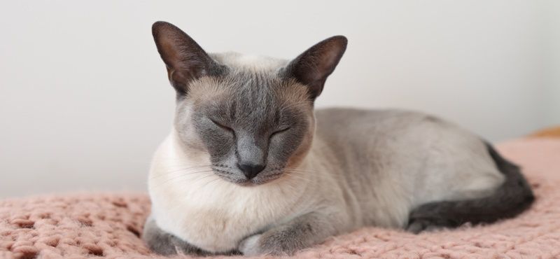 Сиамская кошка: характер, описание породы, содержание