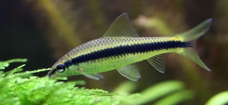 Сиамский водорослеед Сиамский водорослеед