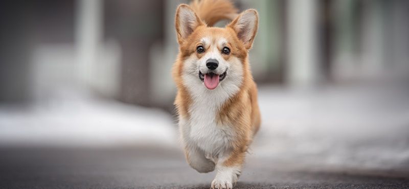 Как сократить линьку у вельш-корги пемброк Как сократить линьку у вельш-корги пемброк