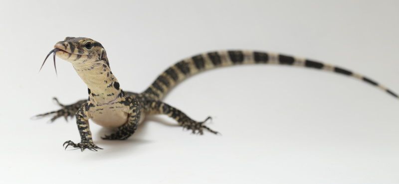 Как содержать варана в домашних условиях