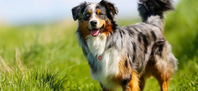 Аусси - австралийская овчарка