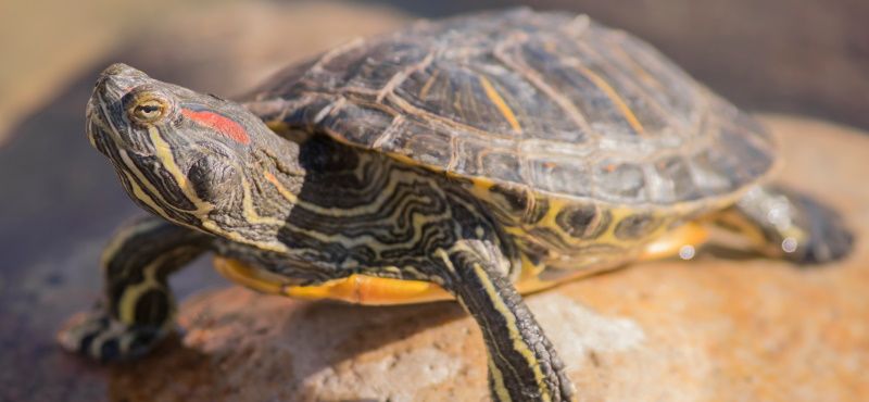 Черепаха красноухая