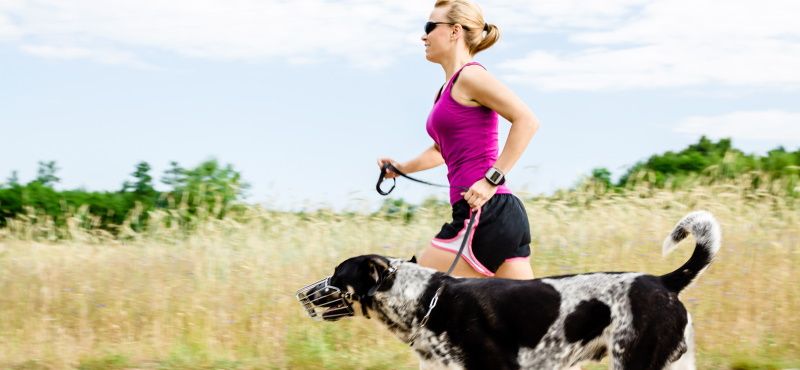 Как правильно бегать с собакой