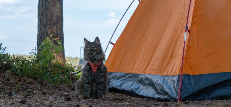 Как пойти в поход с кошкой