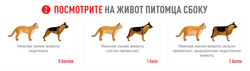 Как бороться с лишним весом у кошек и собак