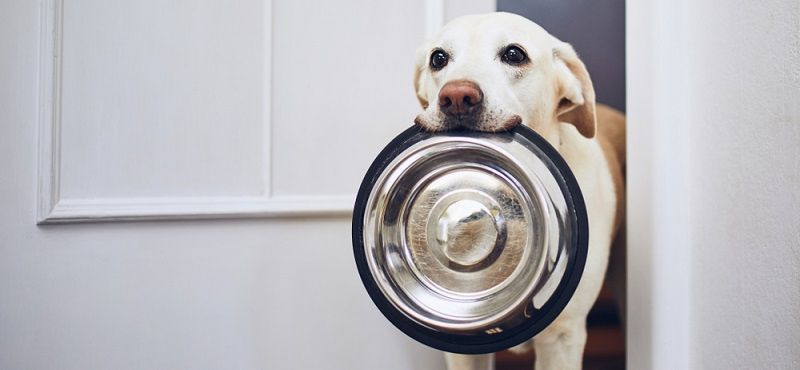 Как ухаживать за беременной собакой?