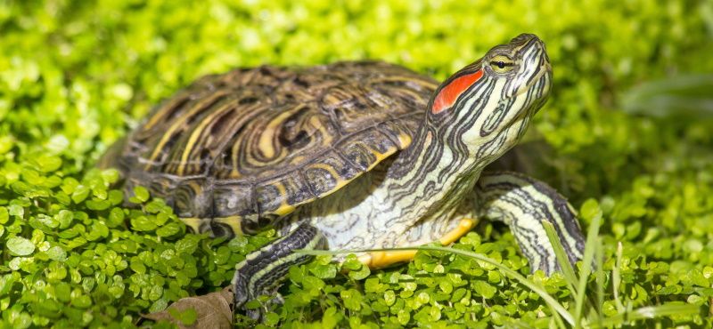 Черепаха красноухая