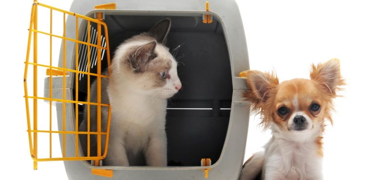 Как правильно перевозить питомцев в общественном транспорте