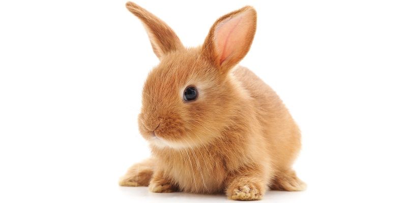 Подарки для любимых питомцев!