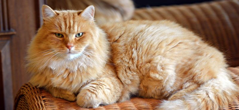 Сибирская кошка: описание, характер, содержание