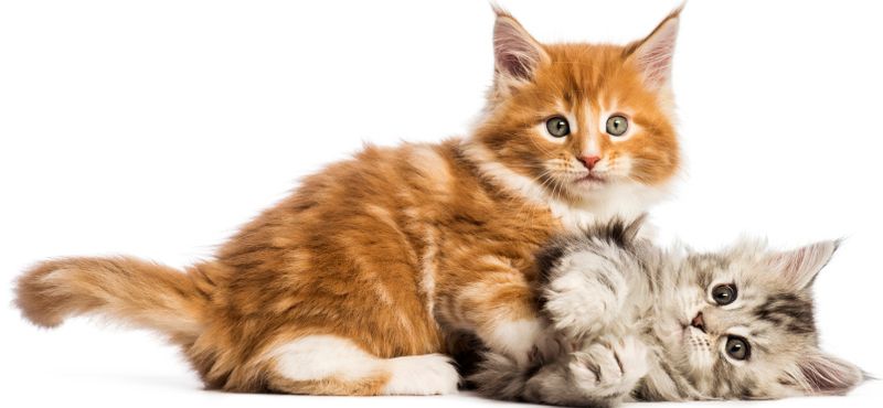 Мейн-кун – порода кошек