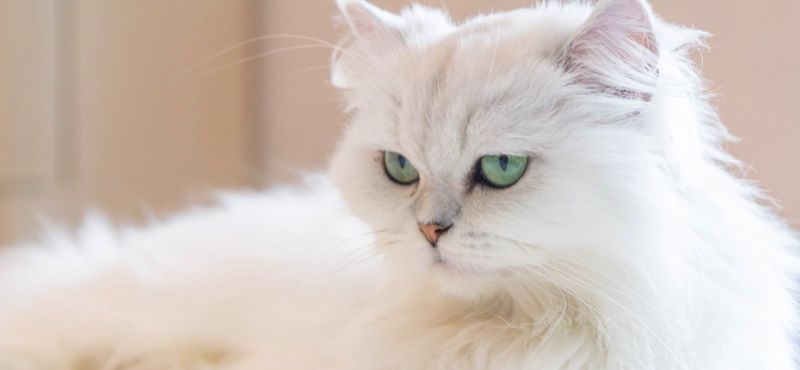 Персидская кошка: характер и описание породы Персидская кошка: характер и описание породы